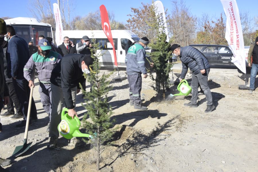 Çay İlçesi’nde 2 bin ağaç fidanı toprakla buluştu