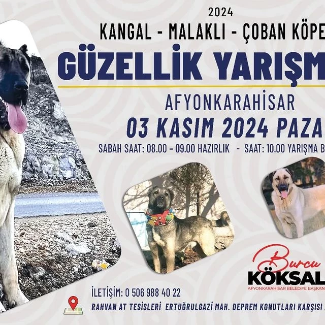 Kangal ve Malaklı Güzellik Yarışması Heyecanı Başlıyor