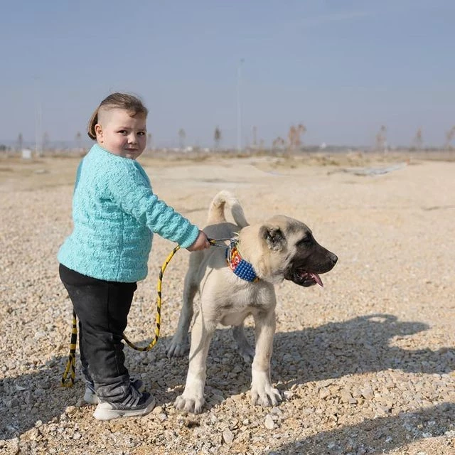 Kangal Malaklı ve Çoban Köpekleri Güzellik Yarışması Renklendi