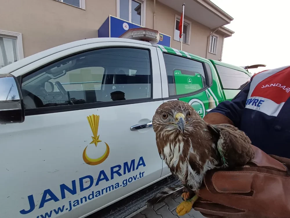 Nesli Tükenmekte Olan Kızıl Şahin Koruma Altına Alındı